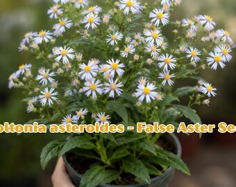 Boltonia asteroides Seeds | White False Aster Perennial Wildflower (100 Seeds)