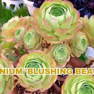 Aeonium &#39;Blushing Beauty&#39; 2 Live Cuttings 5–6&quot;, Rare Colorful Succulent, Rosette Form, Easy to Root, Drought Tolerant