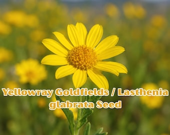Yellowray Goldfields Seeds, Native Wildflower, Yellow Daisy Flower, Pollinator Friendly