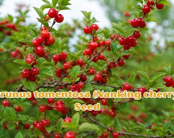 Nanking Cherry Seeds | Prunus tomentosa, Hardy Shrub, Edible Red Fruit