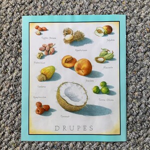 Drupes  - Cook&#39;s Illustrated back cover