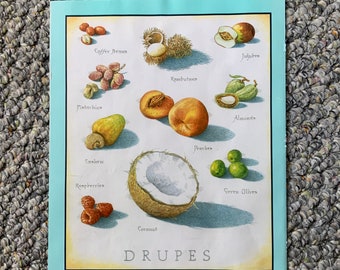 Drupes  - Cook's Illustrated back cover