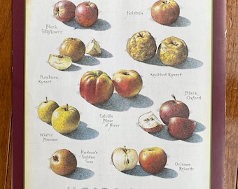 Heirloom Apples - Cook's Illustrated back cover