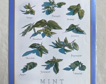 Mint  - Cook's Illustrated back cover