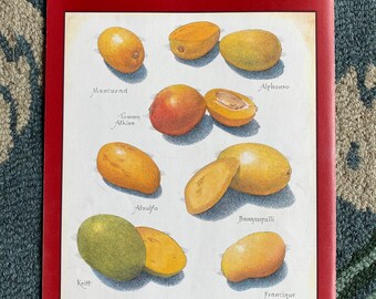 Mangos - Cook's Illustrated back cover