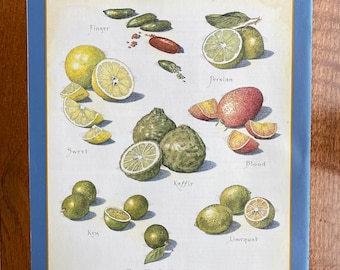 Limes  - Cook's Illustrated back cover