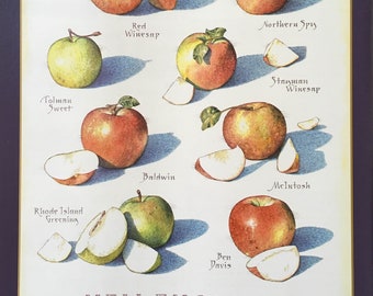 New England Heirloom Apples - Cook&#39;s Illustrated back cover