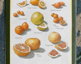 Hybrid Citrus - Cook's Illustrated back cover