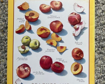 Peaches and Nectarines - Cook's Illustrated back cover RARE