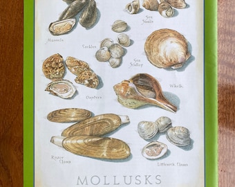 Mollusks - Cook's Illustrated back cover