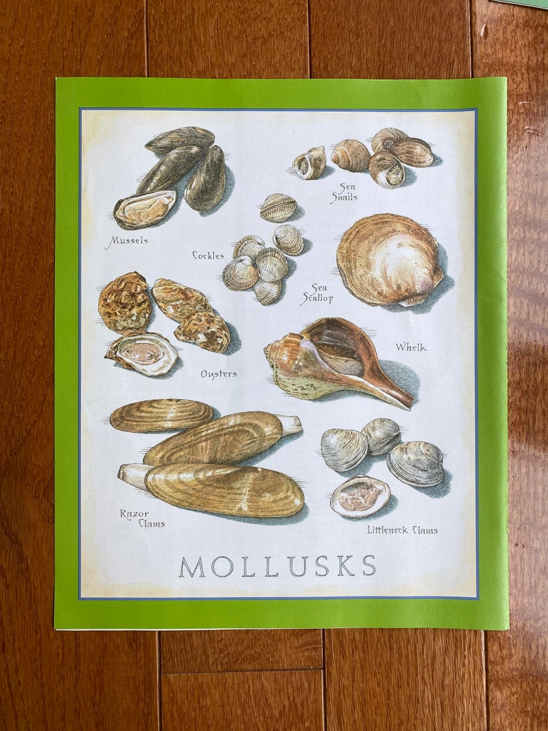 Mollusks Cook's Illustrated back cover image 1