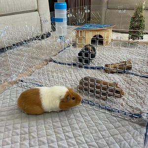 Guinea Colony Divider Accessory Pack
