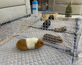 Könnte beinhalten: Ein durchsichtiges Haustiergehege aus Kunststoff mit Gitterdesign, in dem sich mehrere Meerschweinchen befinden. Das Gehege enthält eine Wasserflasche und ein kleines Holzhaus. Ein Meerschweinchen ist braun und weiß, während andere braun und schwarz sind.