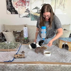 Guinea Colony Starter Kit