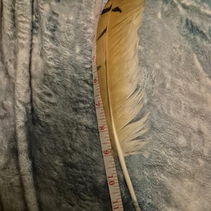 Bengal eagle owl feathers