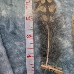 Bengal eagle owl feathers