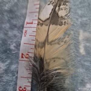 Bengal eagle owl feathers