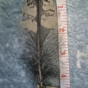 Bengal eagle owl feathers