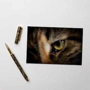 Cartolina standard - Primo piano del Maine Coon