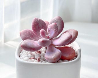 Single Head Peach Egg Succulent 2in, Pachyphytum oviferum Live Succulent Plant, Rare Collector Succulent, Bare Root Without Soil or Pot