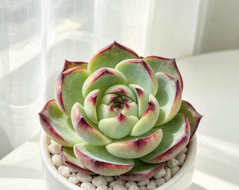 Echeveria 'Broadleaf Cassio' Live Succulent Plant 3.5in, Large Rare Echeveria, Broad Leaf Rosette Succulent, Bare Root Without Soil or Pot