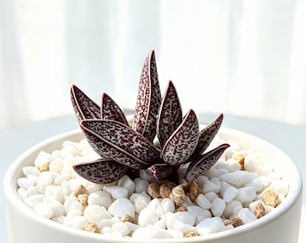 Adromischus ‘Red Taiping’ Succulent 2-2.5IN | Speckled Burgundy Leaves, Collector Plant