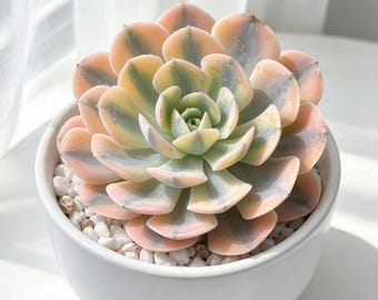 Echeveria runyonii 'Variegata' Live Succulent Plant 3.5in,  Variegated Echeveria, Rare Collector Succulent, Bare Root Without Soil or Pot