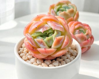 Echeveria 'Sina' Live Succulent Plant 1.5-2in, Rare Echeveria, Beautiful Rosette Succulent, Bare Root Without Soil or Pot, Collector Plant