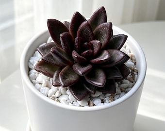 Echeveria 'Night Phantom' Succulent | Dark Rosette Plant (3IN)