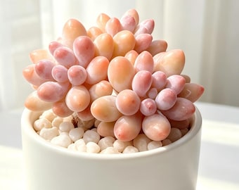 Graptopetalum amethystinum Lavender Pebbles Succulent Cluster 2-2.5 | Baby Fingers Succulent | Rare Collector Plant | Live Succulent