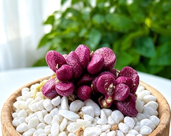 Adromischus ‘Eve’ Succulent 2-2.5IN | Rare Burgundy Live Succulent Plant | Unique Textured Leaves | Collector Succulent | Easy Care Plant