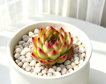 Echeveria 'Moon Stone' Live Succulent Plant0.5-1.5IN | Rare Echeveria | Bare Root Succulent  | Collector Succulent | Plant Lover Gift