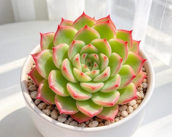 Echeveria 'Shimmer' Live Succulent Plant 3.5in, Large Rare Echeveria, Beautiful Rosette Succulent, Bare Root Without Soil or Pot