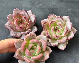 Echeveria 'Daredevil' Live Succulent Plant 1.5-2in, Rare Echeveria, Unique Rosette Succulent, Bare Root Without Soil or Pot, Collector Plant