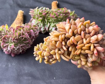Crested Aeonium Live Succulent Plant 4in, Rare Crested Monstrose Aeonium, Random Variety, Unique Collector Succulent, Bare Root Without Soil