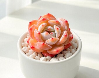 Echeveria 'Snow Angel' Live Succulent Plant 1.5IN, Beautiful Rosette Succulent, Bare Root Without Soil or Pot, Collector Plant