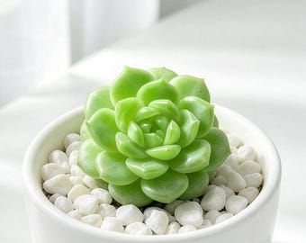 Echeveria 'Jenny Glow' Live Succulent Plant 1.5in, Rare Echeveria, Beautiful Rosette Succulent, Bare Root Without Soil or Pot