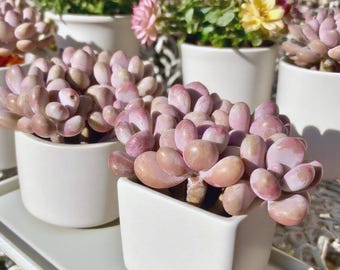 Graptopetalum amethystinum (Rose)Walther Rare Succulent Plants,  3.5" Live Succulent Plant, Indoor Office Wedding Party Decor Gift
