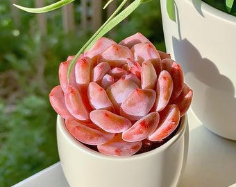 Echeveria Orange Monroe Succulent: 2.4" Rare Indoor Plant