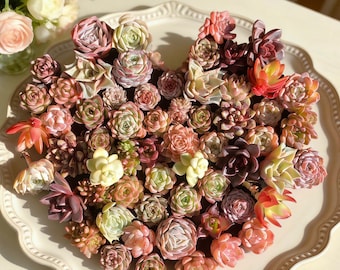 Mixed Succulent  Kit (12 Pack): Boutique Variety, DIY  Imported Live Succulent Plants Gifts