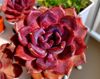Echeveria Black Mamba Succulent – Rare Dark Purple Rosette Live Plant 3–3.5″ | Easy-Care Indoor Greenery