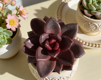 Echeveria ‘Night Phantom’ 1/3pcs Succulents Plants Live, Bare root without soil pot,Garden Lovers,Wedding Favors,for Indoor Home Office Gift