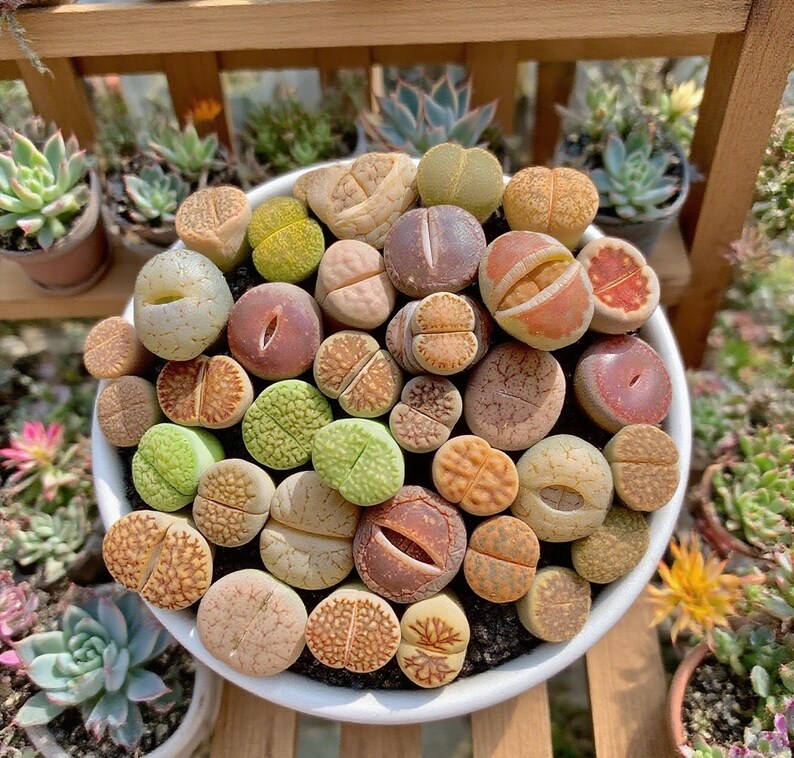 Lithops Mix Rare Succulent Plants, Live Lithops Bare Root, DIY ...
