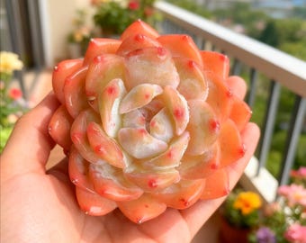 Echeveria Orange Monroe Succulent: 2.4" Rare Indoor Plant