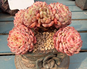 Exact Plant – Echeveria ‘White Chubby’ (3.5 Years Old) One Plant One Photo | What You See Is What You Get Rare Succulent Bare Root Shipping