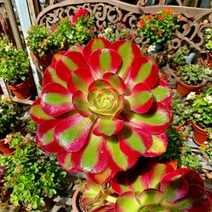 Aeonium &#39;pink witch Rare Succulent Plants, 4&quot; Green Imported Live Succulent Plant, Indoor Office Wedding Party Decor Gifts