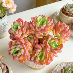 Echeveria ‘Fanta’ Succulents Plants Live, Bare root without soil pot,Garden Lovers,Wedding Favors,for Indoor Home Office Decoration,Gift