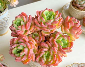 Echeveria ‘Fanta’ Succulents Plants Live, Bare root without soil pot,Garden Lovers,Wedding Favors,for Indoor Home Office Decoration,Gift
