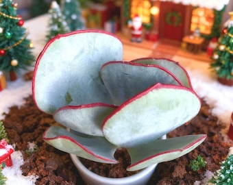 Cotyledon Orbiculata ‘Hakubi’ Rare Live Succulent Plant, Imported Bare Root, Indoor Home Office Decor, Garden Lovers Gift