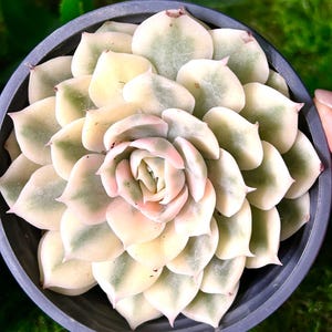Echeveria Onslow Variegated Rare Succulent Plants,  3&quot; Green Imported Live Succulent Plant,Indoor Office Wedding Party Decor Gifts